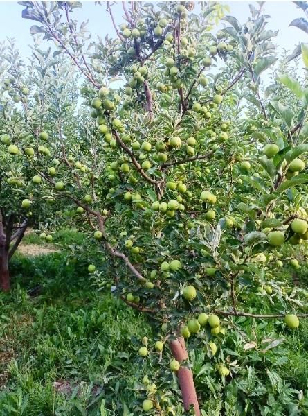 363متر جابان (دماوند)+انشعابات|فروش زمین و ملک کلنگی|دماوند, دماوند|دیوار