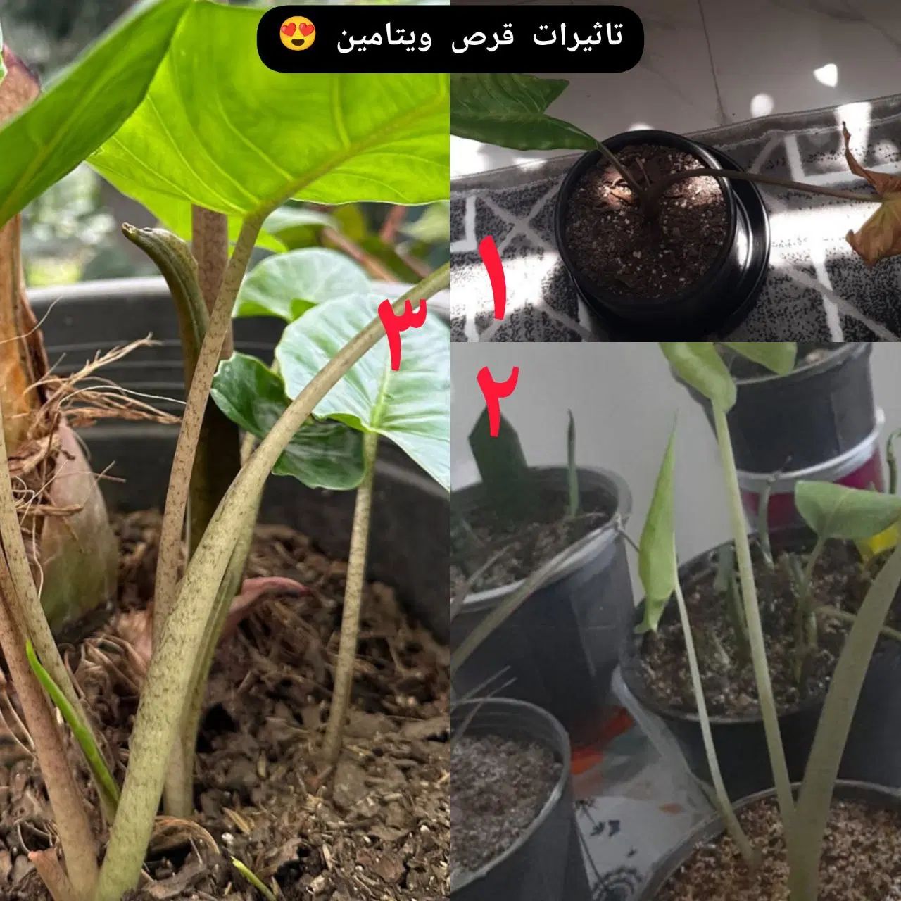 قرص کود ۱۲۰ عددی ویتامین گیاه رشد انفجاری پاجوش|گل و گیاه طبیعی|آبادان, |دیوار