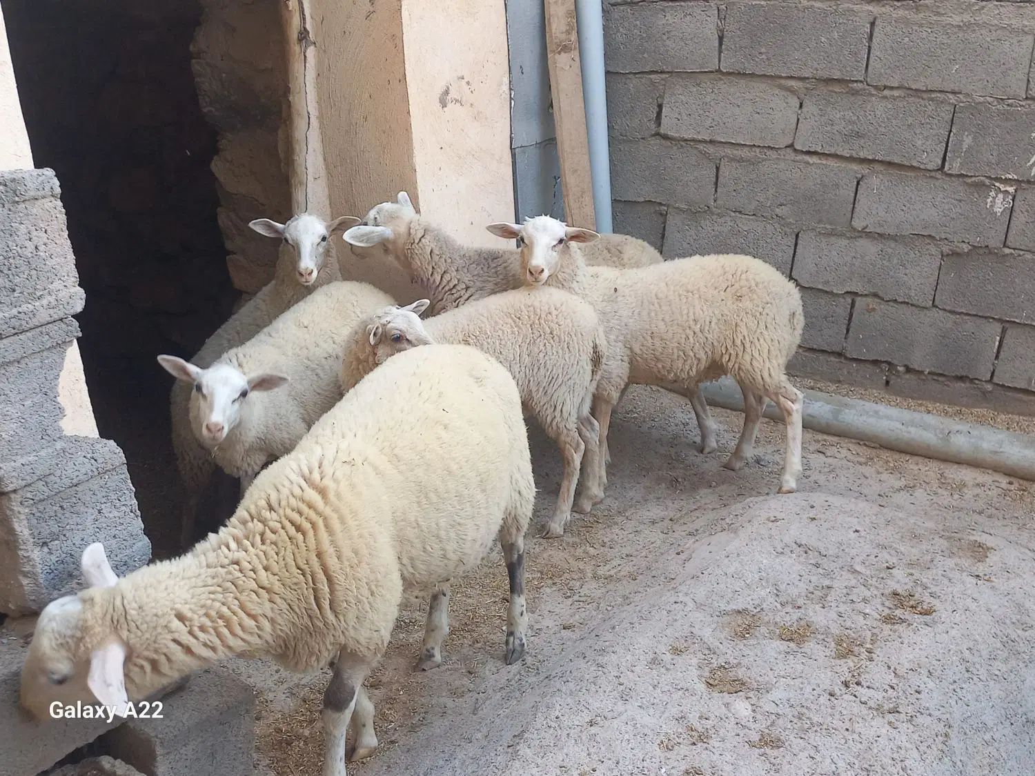 بره نر و ماده نژاد خارجی چند قلوزا و شیری لاروف|حیوانات مزرعه|کاشان, راوند|دیوار