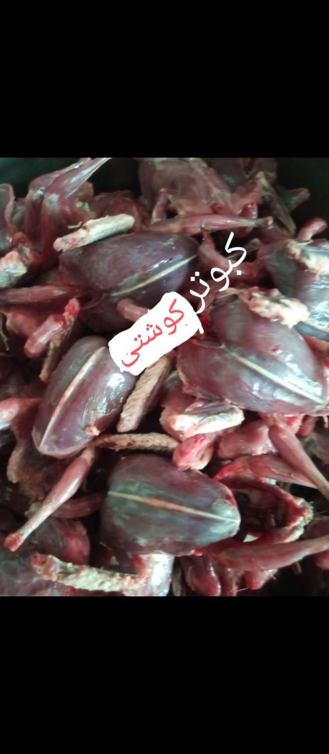 کبوتر  کشتی|خوردنی و آشامیدنی|قم, آزادگان|دیوار