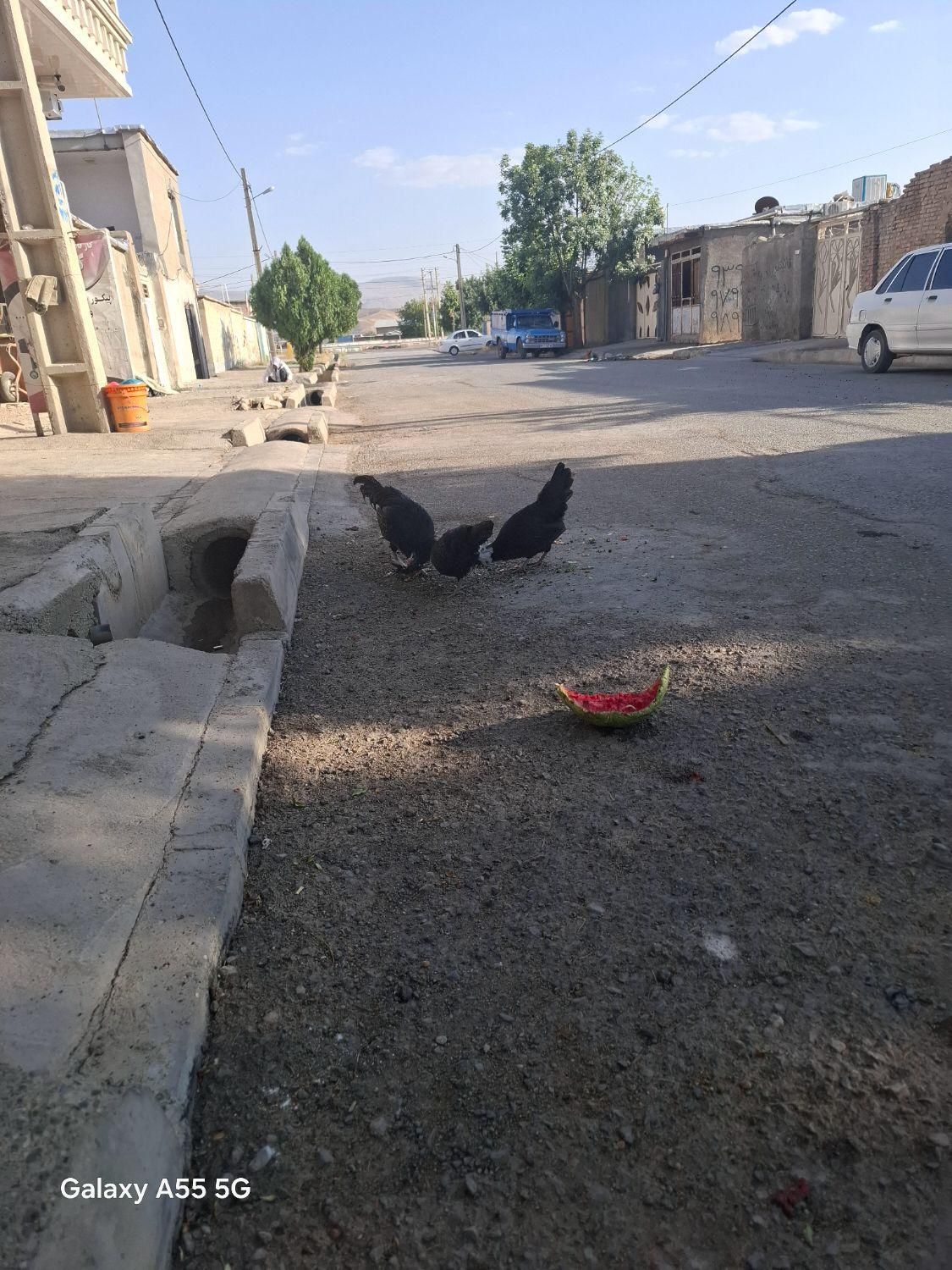 مرغ وخروس لهستانی|حیوانات مزرعه|صحنه, |دیوار