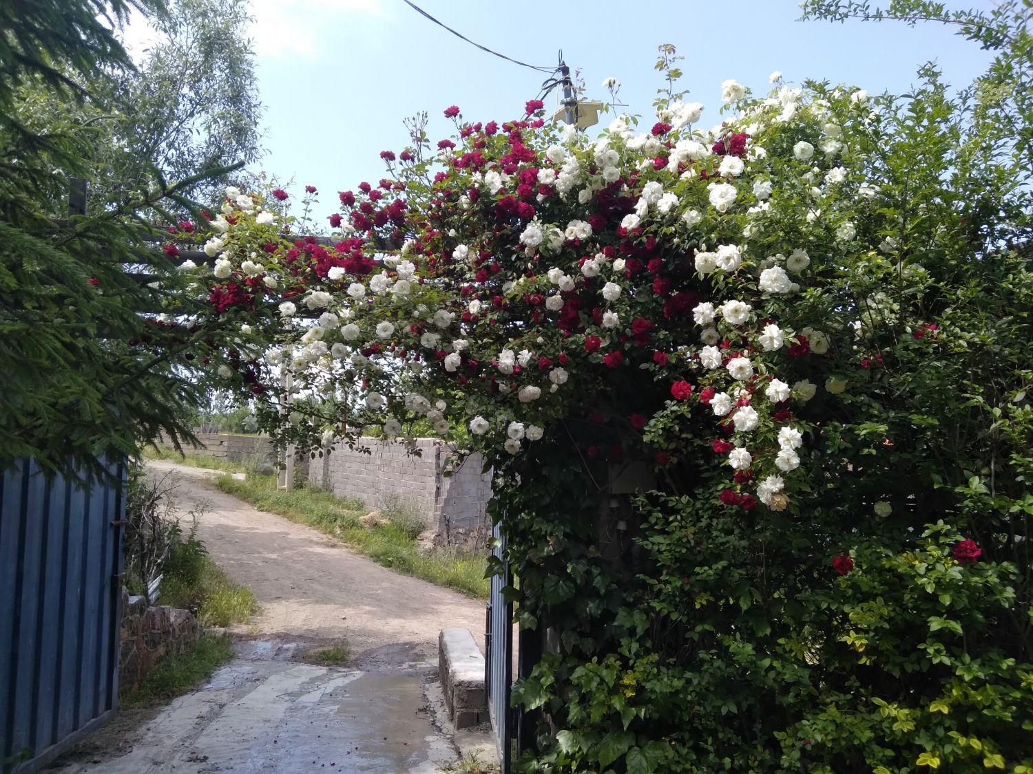 ویلا منطقه ییلاقی کندلوس|فروش خانه و ویلا|کجور, |دیوار