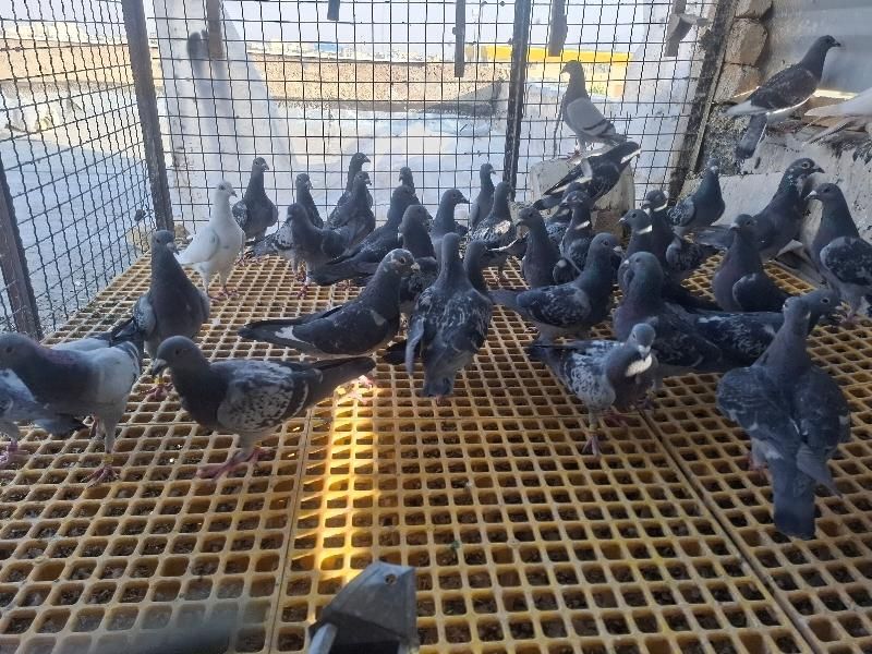 ۲۰ جفت کبوتر پلاکی مسافتی به شرط|پرنده|شیراز, دشت چنار|دیوار