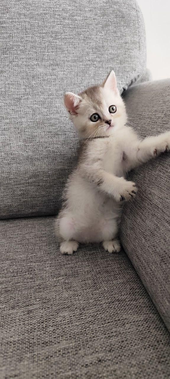 دامپزشکی حیوانات|گربه|اراک, |دیوار