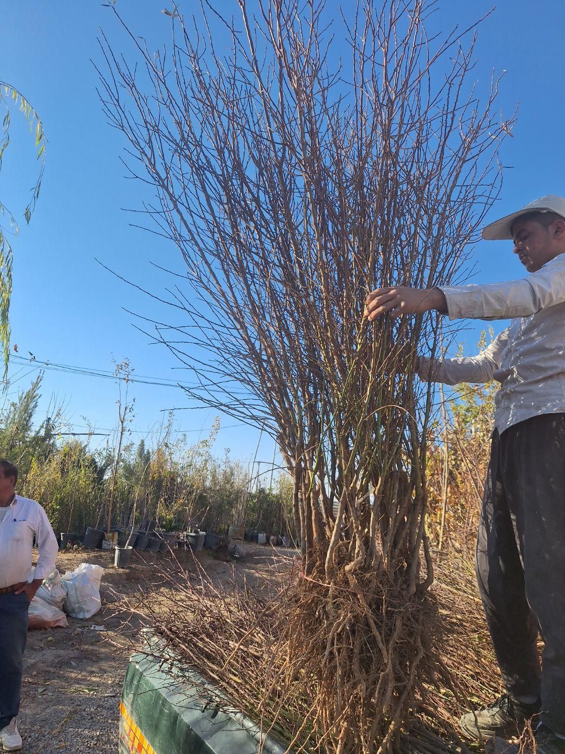 انواع نهال و درخت تک و عمده موجود|خدمات باغبانی و درختکاری|خمینیشهر, |دیوار