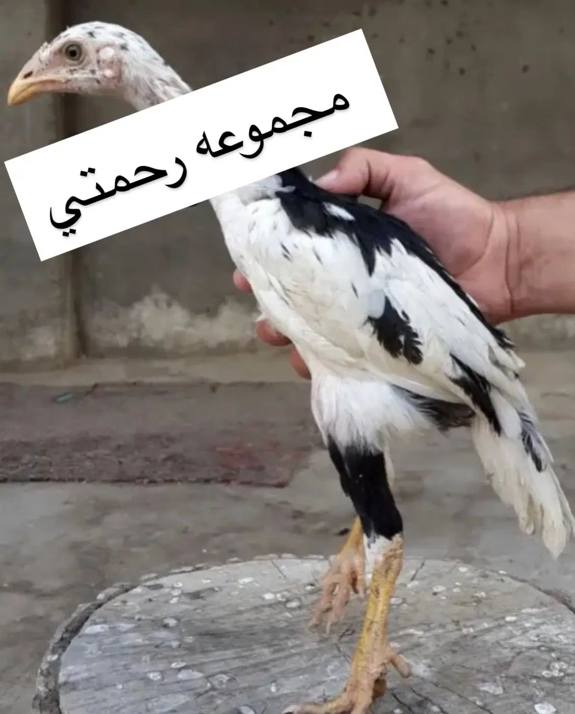 جوجه لاری اصیل|حیوانات مزرعه|تهران, ایران|دیوار