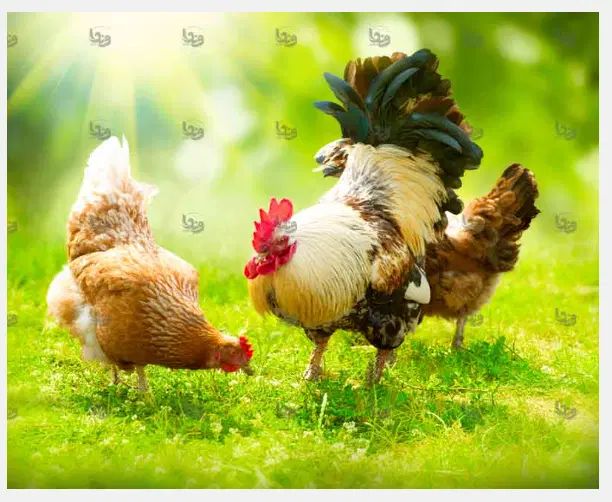 یک خروس ۳تا جوجه مرغ ۳ ماهه و ۳ اردک|حیوانات مزرعه|تهران, خاوران|دیوار