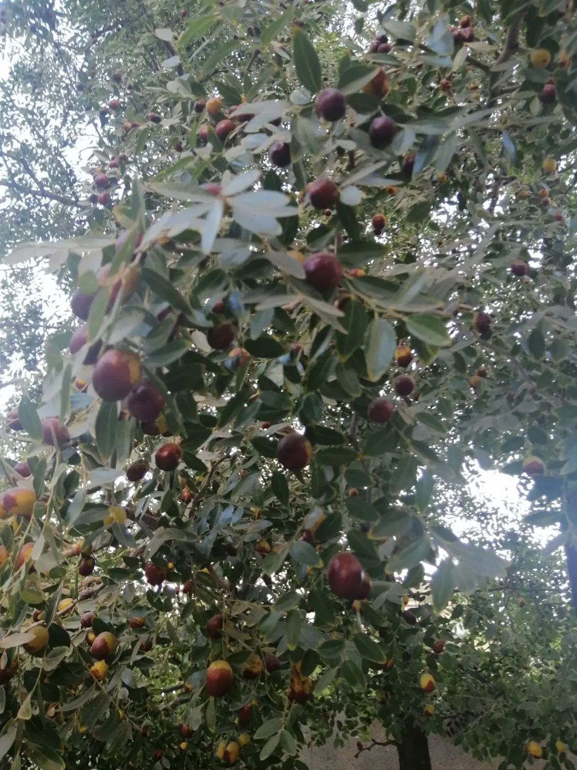 عناب تازه روی درخت|خوردنی و آشامیدنی|مشهد, موسوی قوچانی|دیوار