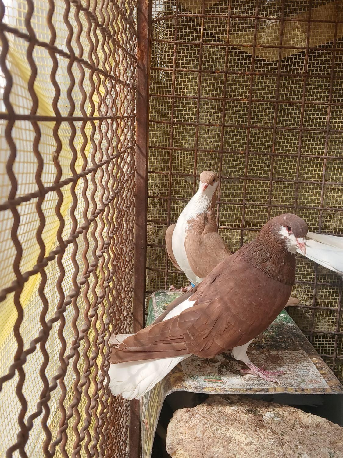 کبوتر ماده خوشرنگ  و دوکت و جوجه کله ای و شامی|پرنده|اصفهان, شهرستان|دیوار