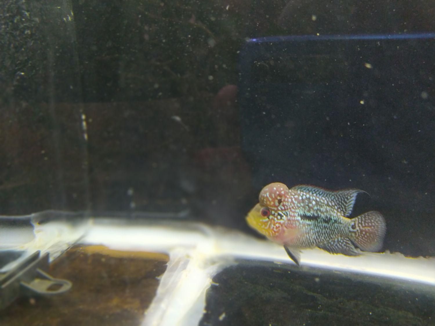 ماهی فلاور هورن|ماهی|فولادشهر, A2|دیوار