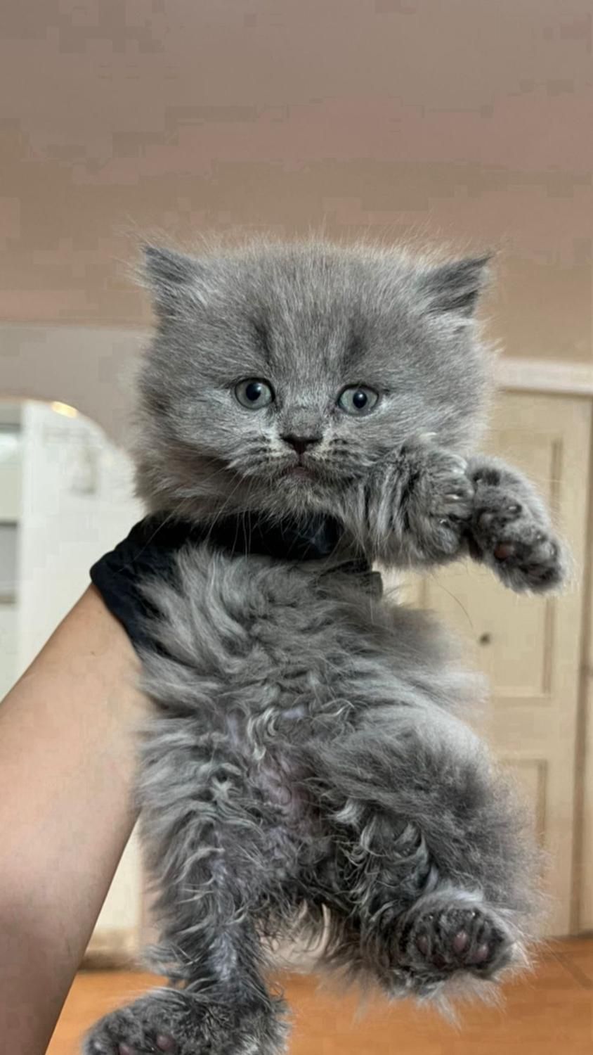 گربه اسکاتیش بریتیش پرشین|گربه|یزد, |دیوار