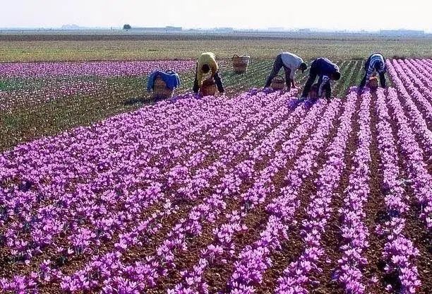 کود ارگانیک|خدمات باغبانی و درختکاری|مشهد, کلاهدوز|دیوار