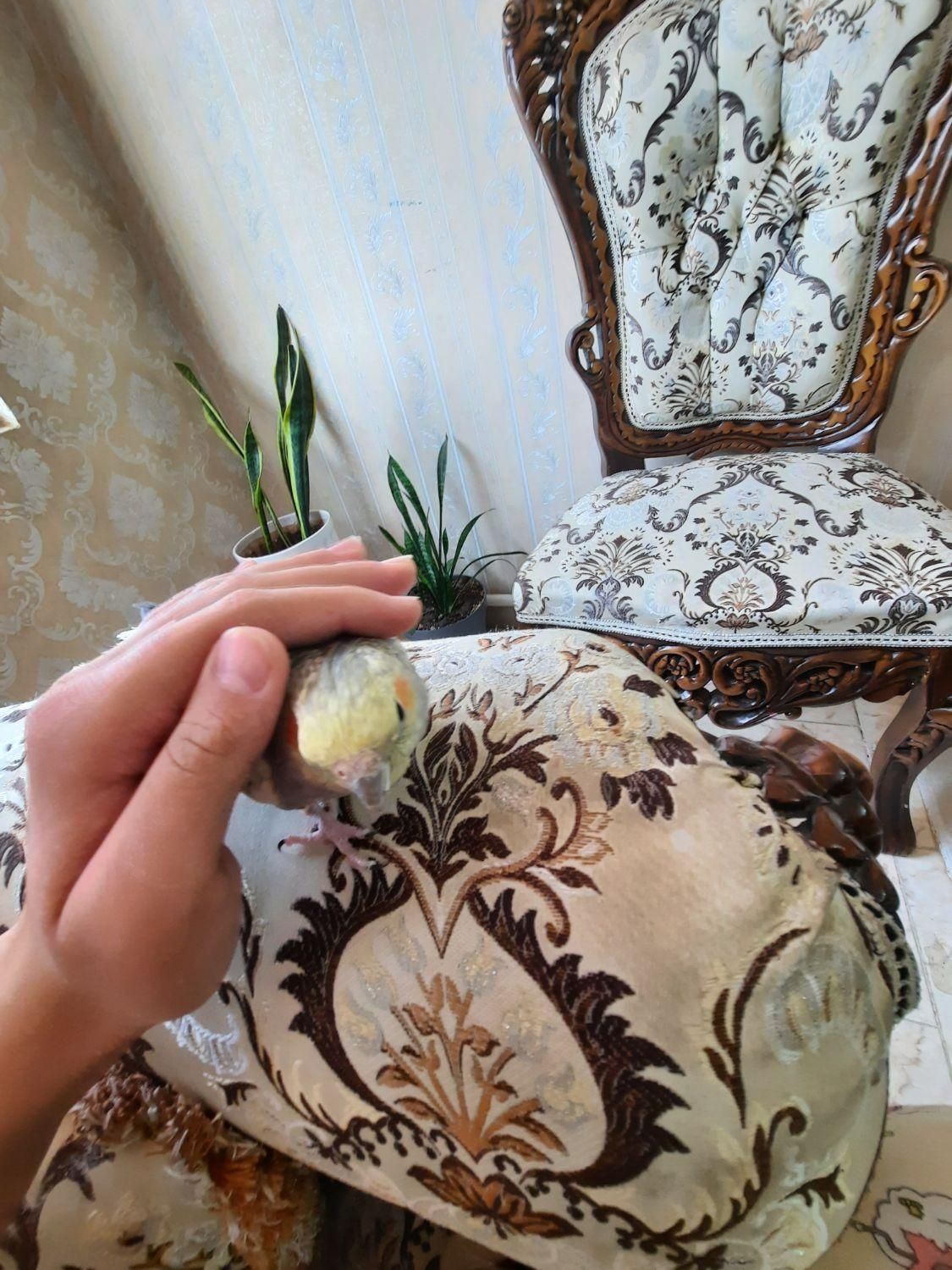 عروس هلندی|پرنده|ماهدشت, |دیوار