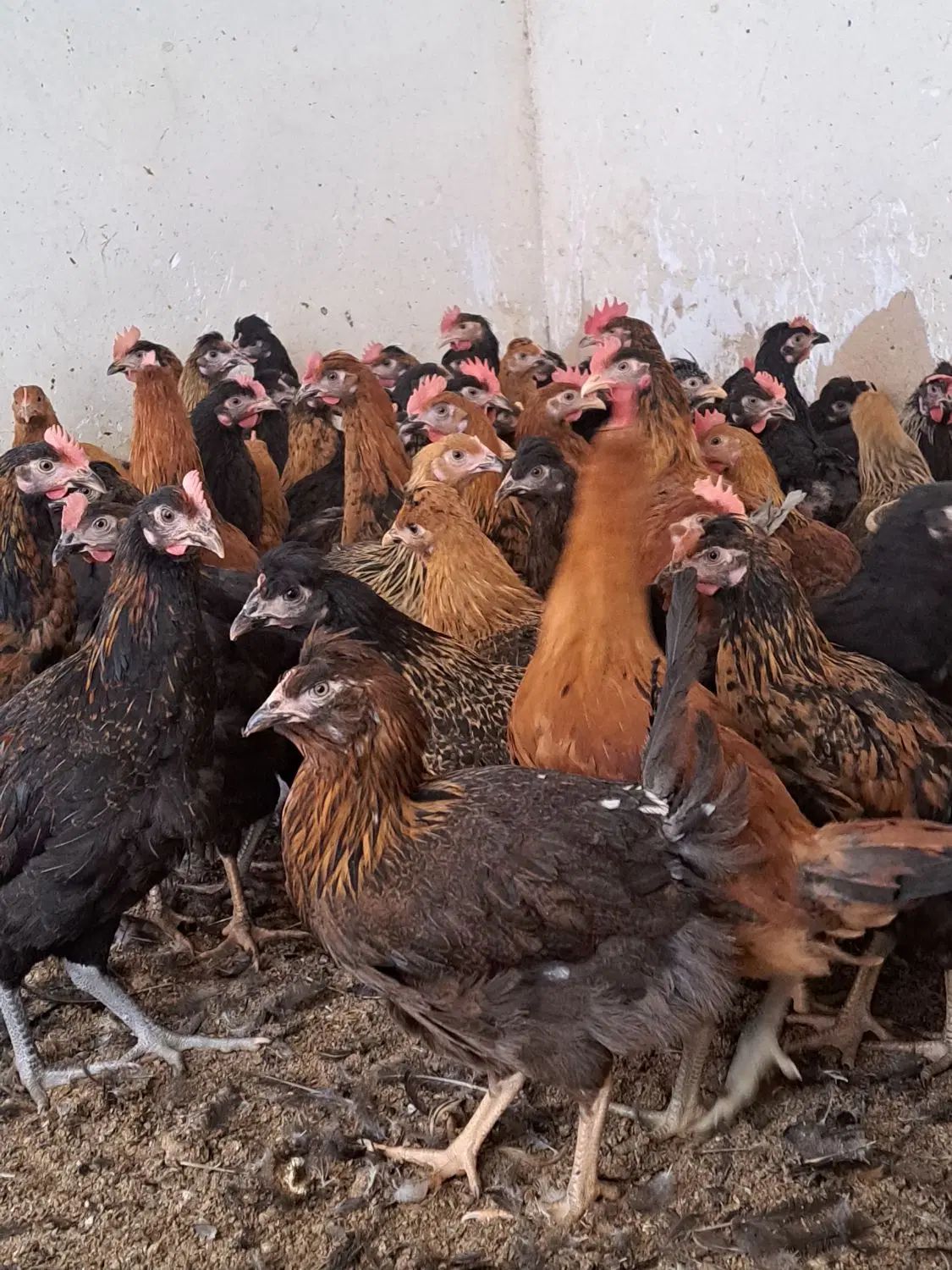 جوجه خروس و جوجه مرغ محلی  باری دمتخم در شیراز|حیوانات مزرعه|شیراز, ده پیاله|دیوار