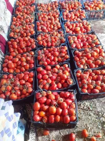 گوجه برا رب درجه ۱|خوردنی و آشامیدنی|اصفهان, دارک|دیوار