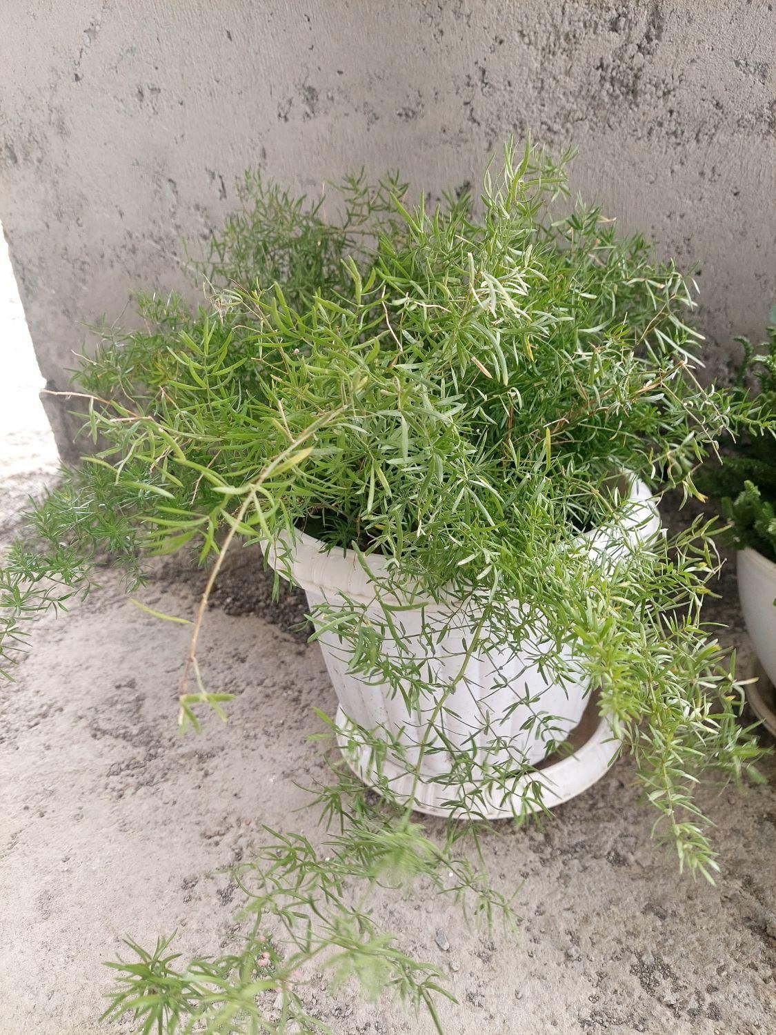 گیاه گل شویدی (مارچوبه زینتی)|گل و گیاه طبیعی|رشت, جهاد|دیوار