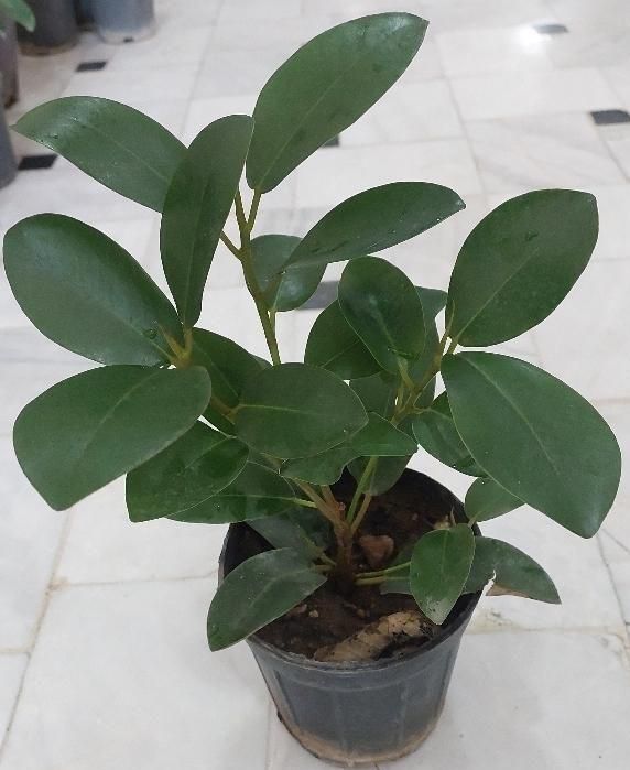 گل کالانکوئه.پپرومیا قطره باران. بلک گلد.درختچه|گل و گیاه طبیعی|قم, نیروگاه|دیوار