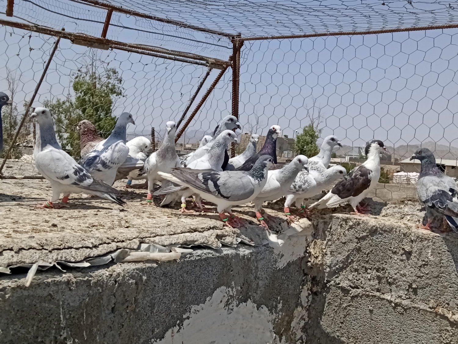 کبوتر|پرنده|زاهدان, |دیوار