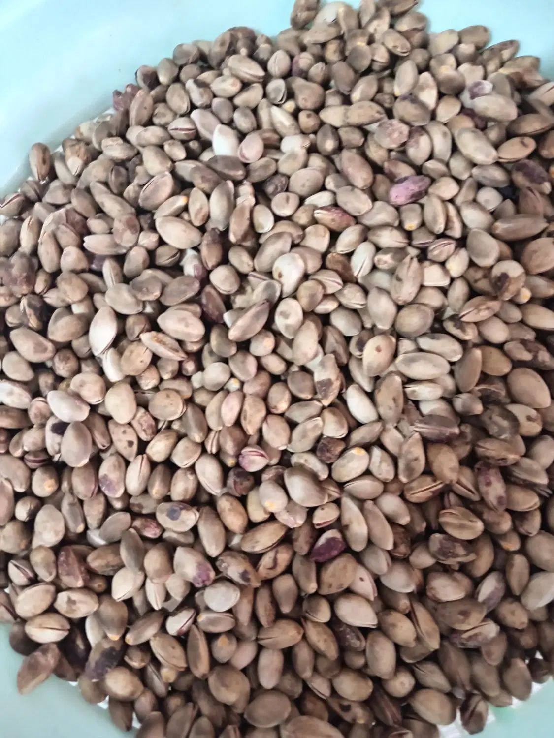 پسته کوهی|خوردنی و آشامیدنی|مشهد, مهدی آباد|دیوار