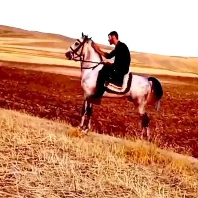 اسب نریان کرد|اسب و تجهیزات اسب‌سواری|تبریز, |دیوار