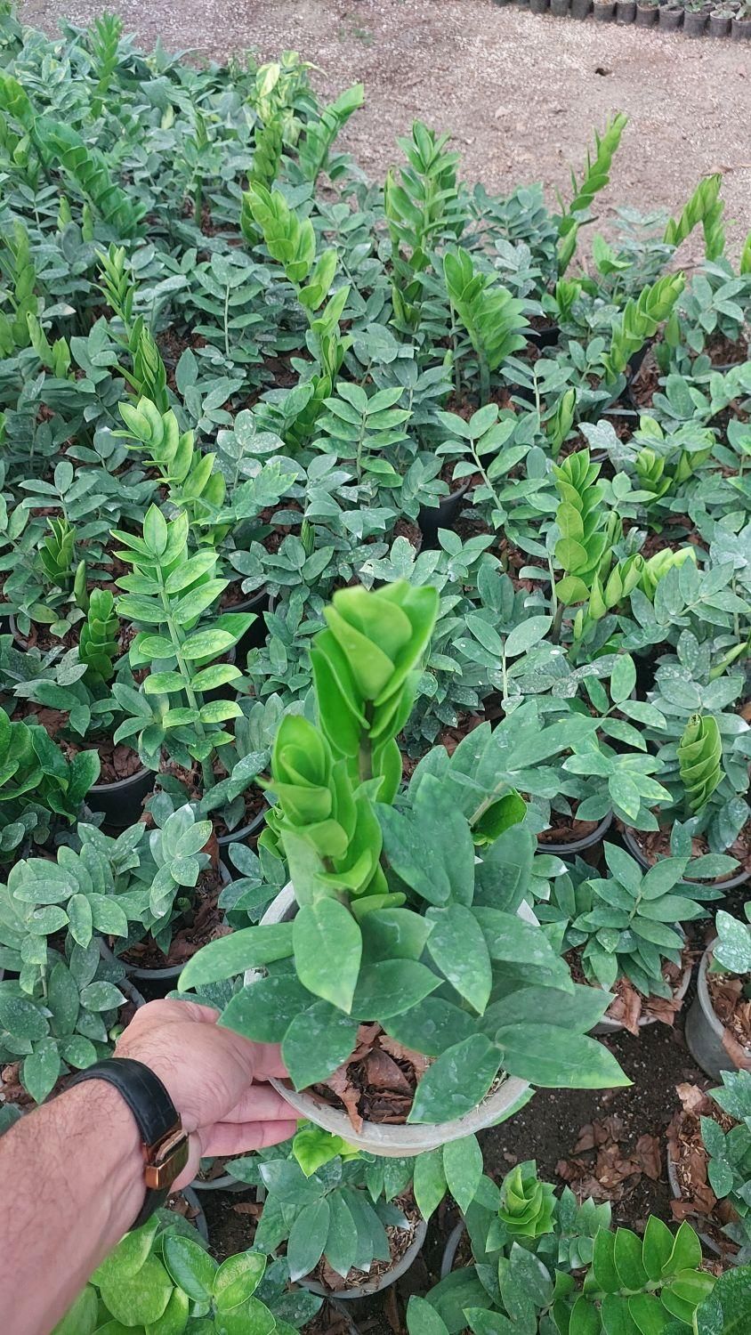 زاموفیلیا سبز هلندی|گل و گیاه طبیعی|تهران, سازمان آب|دیوار