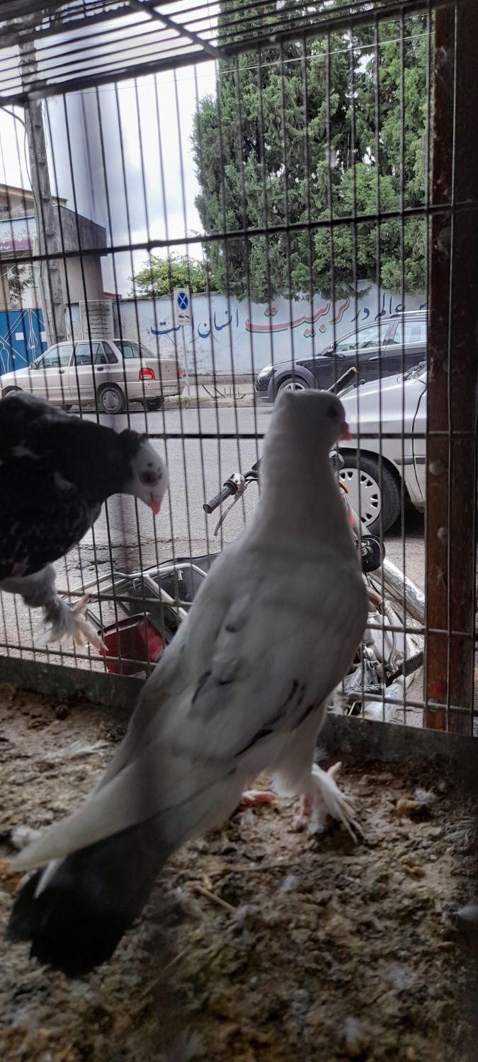 فروش انواع نژاد های کبوتر وتخم کفتر|پرنده|رضوانشهر, |دیوار