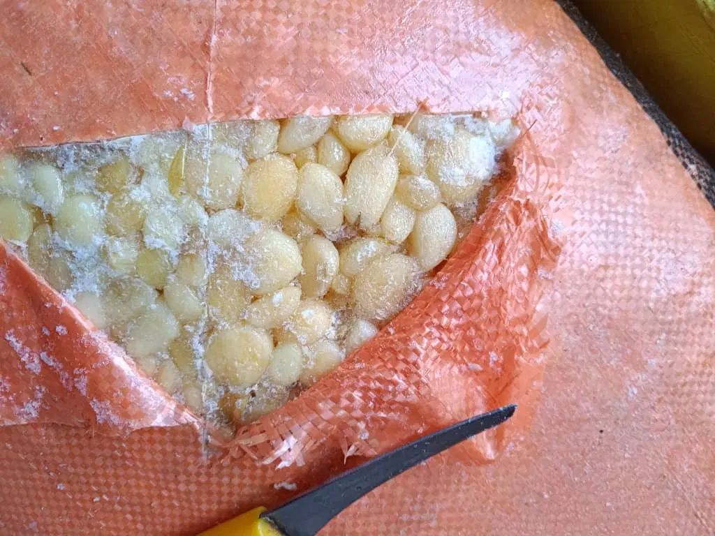 سیر منجمد|خوردنی و آشامیدنی|کرج, مرکز تحقیقات البرز|دیوار