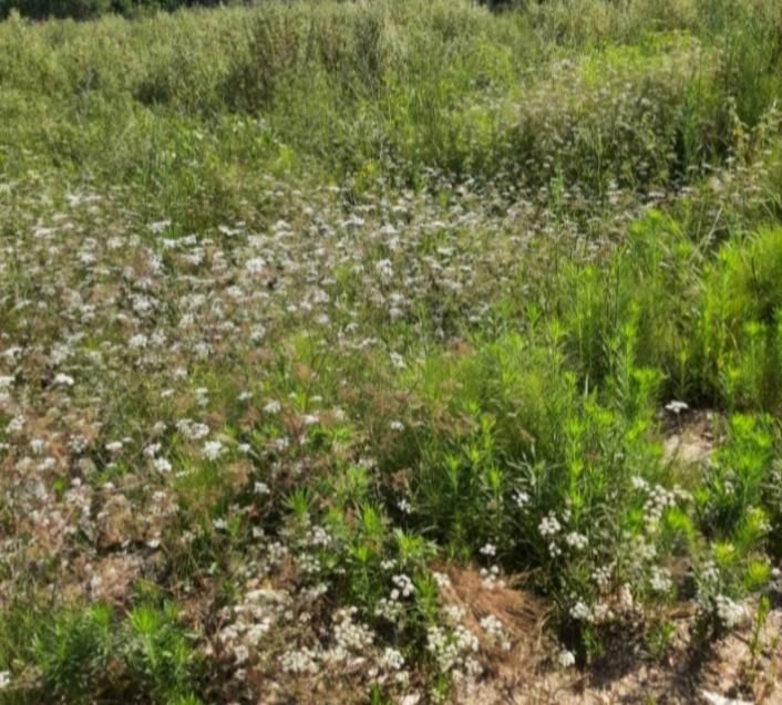 ۵۰۰ متر زمین مسکونی  واقع درجاده  رشت فومن آتشگاه|فروش زمین و ملک کلنگی|رشت, آتشگاه|دیوار