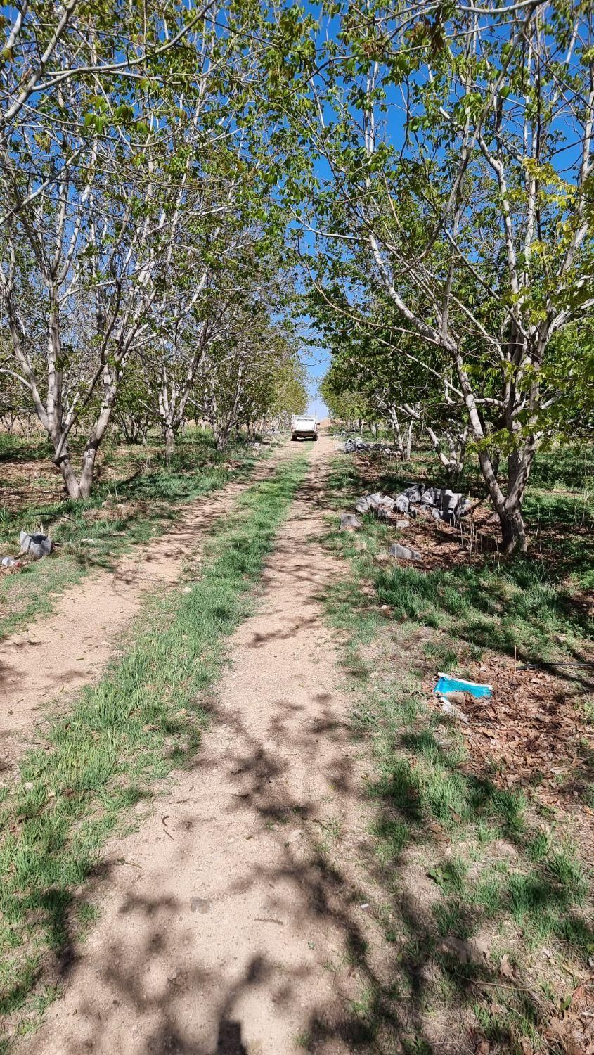 زمین کشاورزی در شوراب صغیر|فروش زمین و ملک کلنگی|شهرکرد, |دیوار