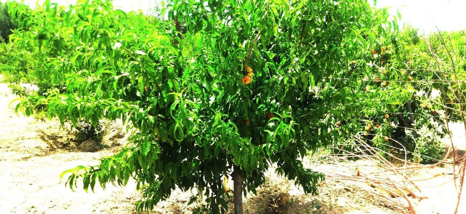 باغ میوه 498 متری با سند تک برگ نوده دوم شترخوار|فروش زمین و ملک کلنگی|رباط‌کریم, نوده|دیوار
