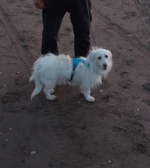 سگ گمشده|حیوانات|تهران, نارمک|دیوار