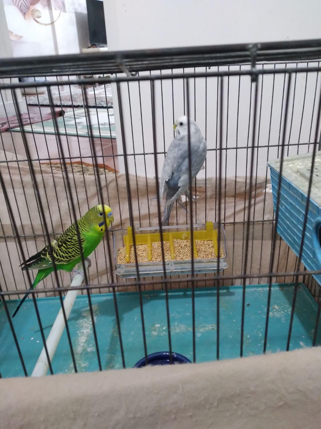 یک جفت مرغ عشق|پرنده|پاکدشت, پاکدشت (مامازند)|دیوار