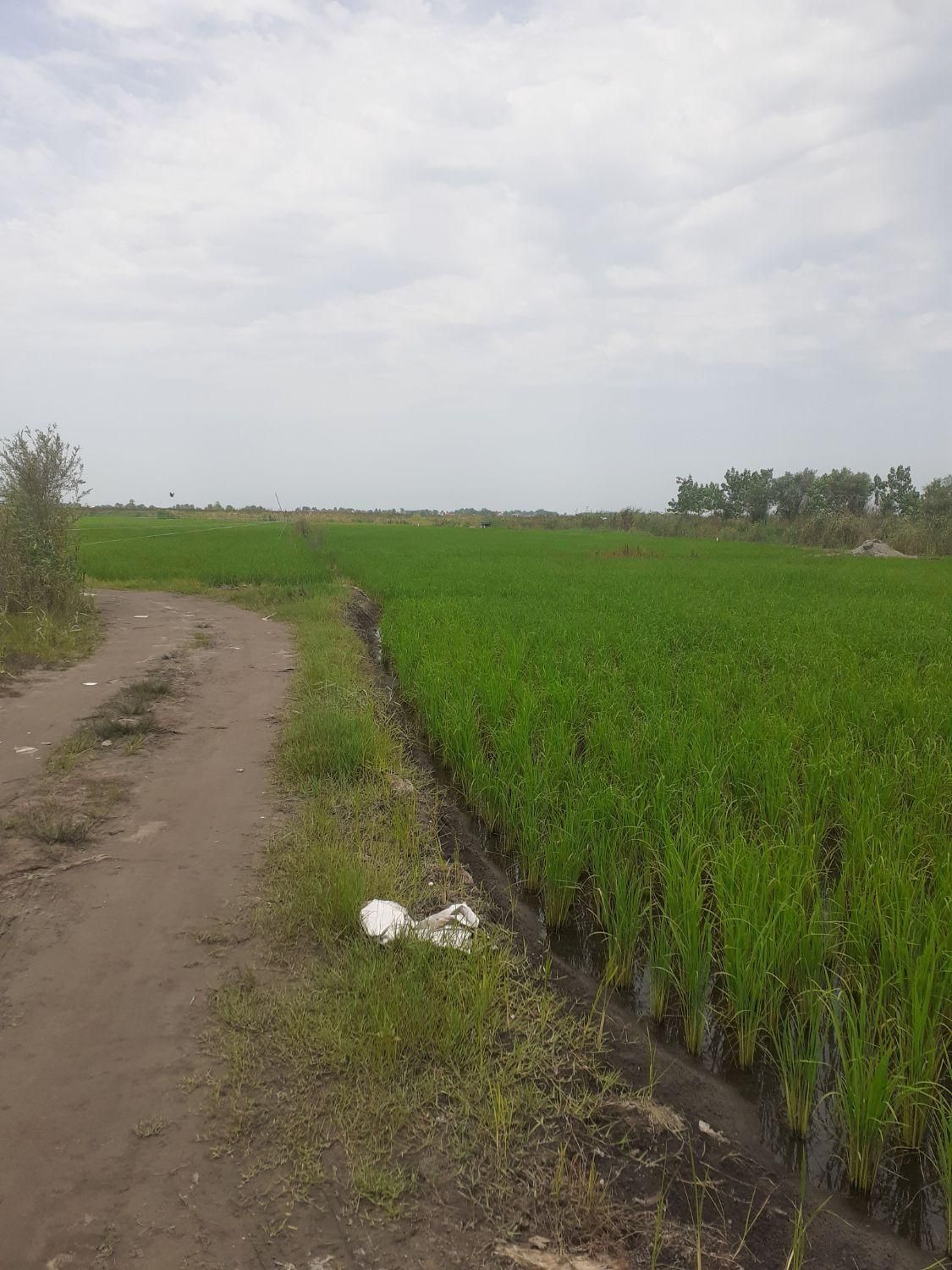 8500 متر زمین شالی،برنج کاری|فروش زمین و ملک کلنگی|چاف و چمخاله, |دیوار