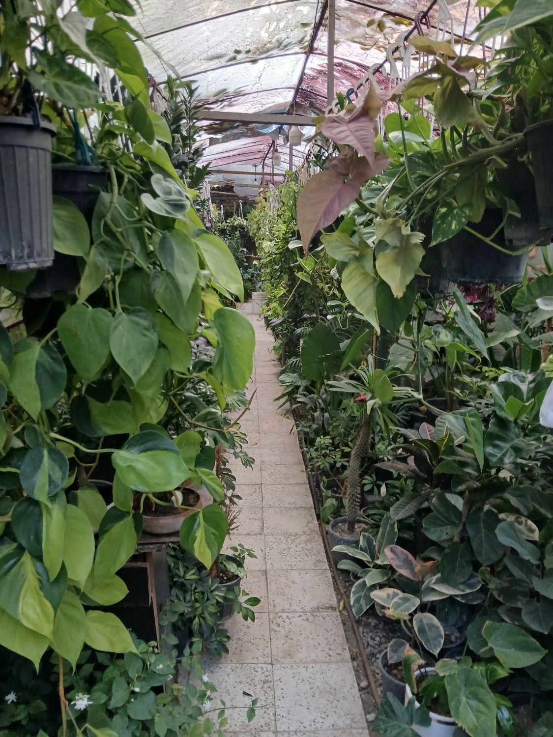 گل و گیاه باغچه ای و آپارتمانی و نهال و شمشاد|گل و گیاه طبیعی|پردیس, سیاه سنگ|دیوار