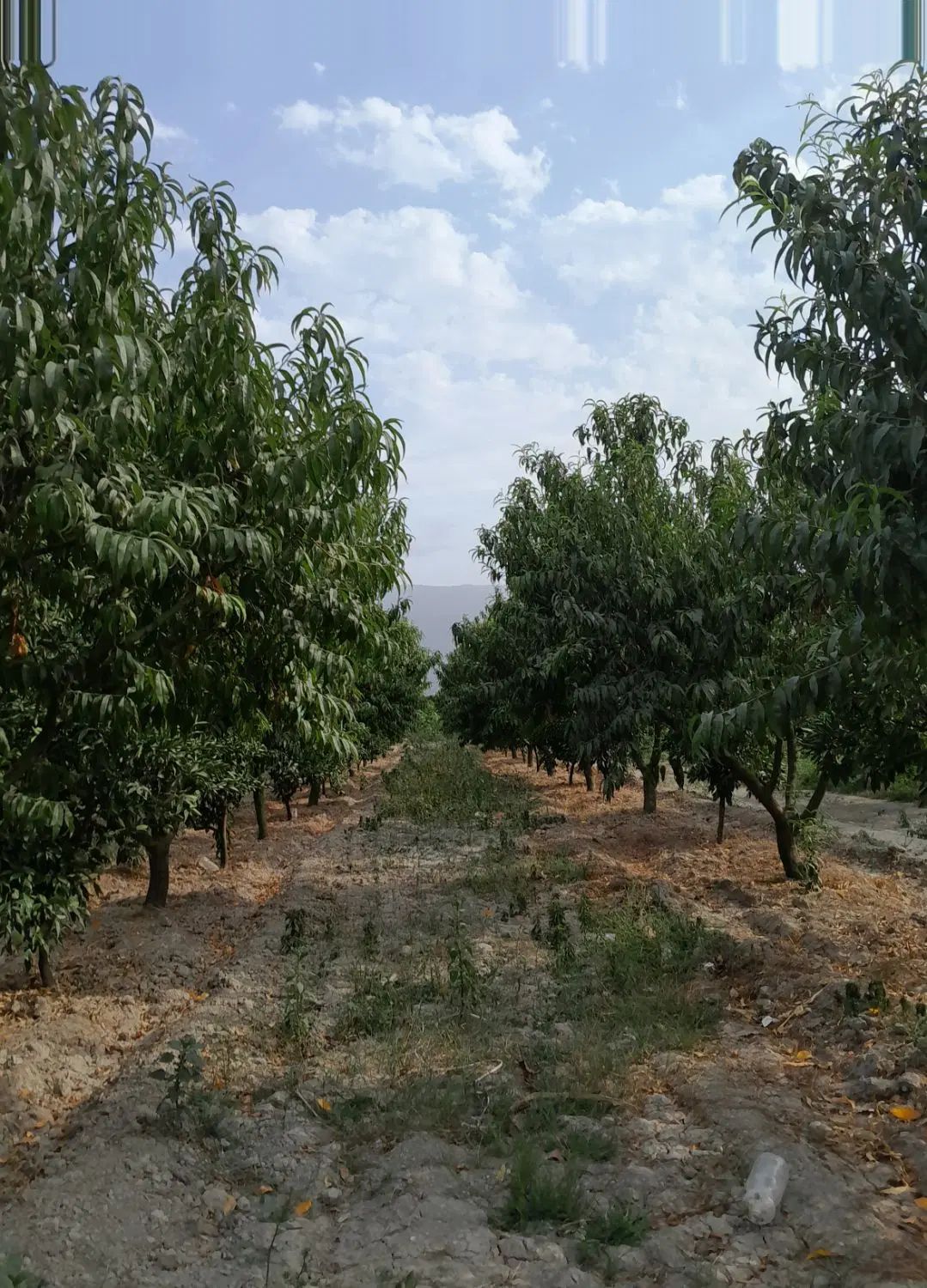 فروش ۲۹۰۰متر باغ هلو و پرتقال خونی با چاه اب و برق|فروش زمین و ملک کلنگی|نوکنده, |دیوار