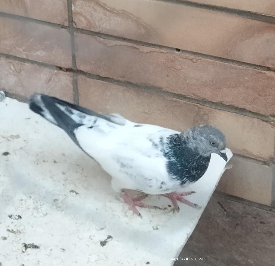 کبوتر نر|پرنده|اصفهان, بهارستان (مخابرات)|دیوار