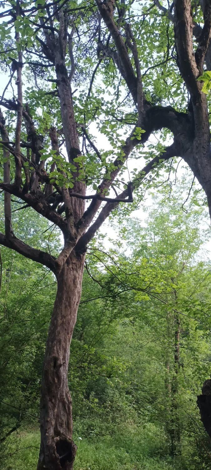 چوب ساختمانی یاباغی|خدمات باغبانی و درختکاری|گرگان, |دیوار