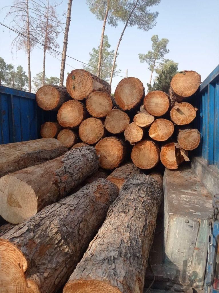 برش چوب هرس درخت|خدمات باغبانی و درختکاری|ورامین, ورامین|دیوار