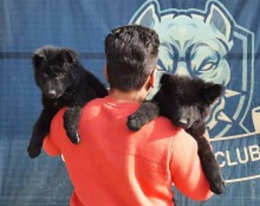 بلک ژرمن شپهرد پلیسی نر و ماده 65روزه اورجینال|سگ|تهران, سازمان آب|دیوار