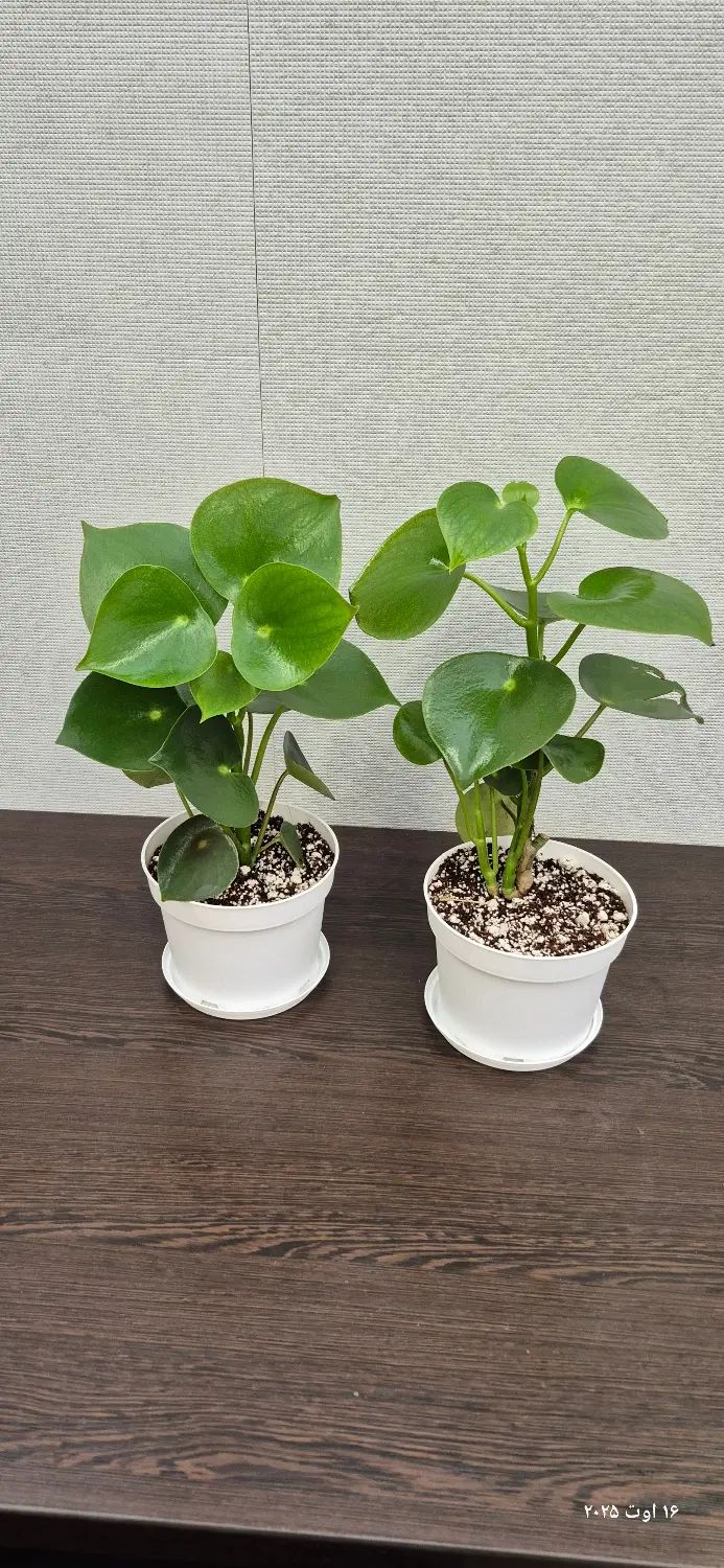 گل قطره باران گیاه خاص آپارتمانی با برگ قلبی شکل|گل و گیاه طبیعی|اصفهان, ملک|دیوار
