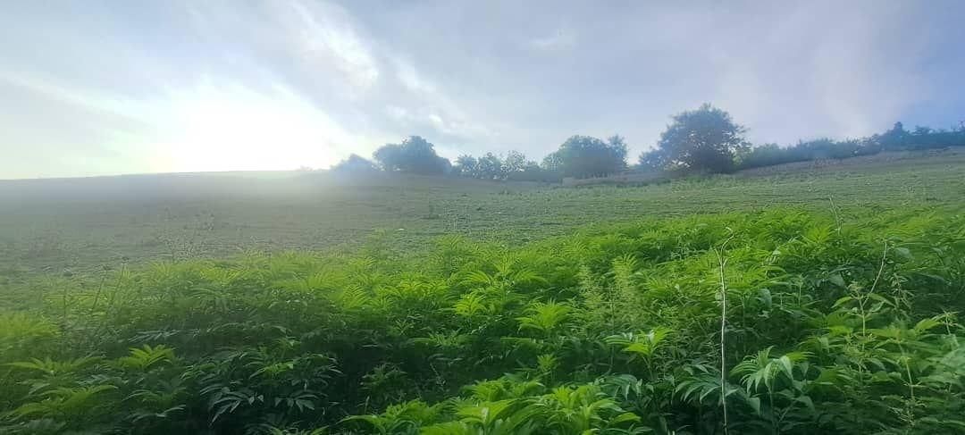 زمین متراژ بالا با ویو عالی در گیلان|فروش زمین و ملک کلنگی|رشت, بازار|دیوار