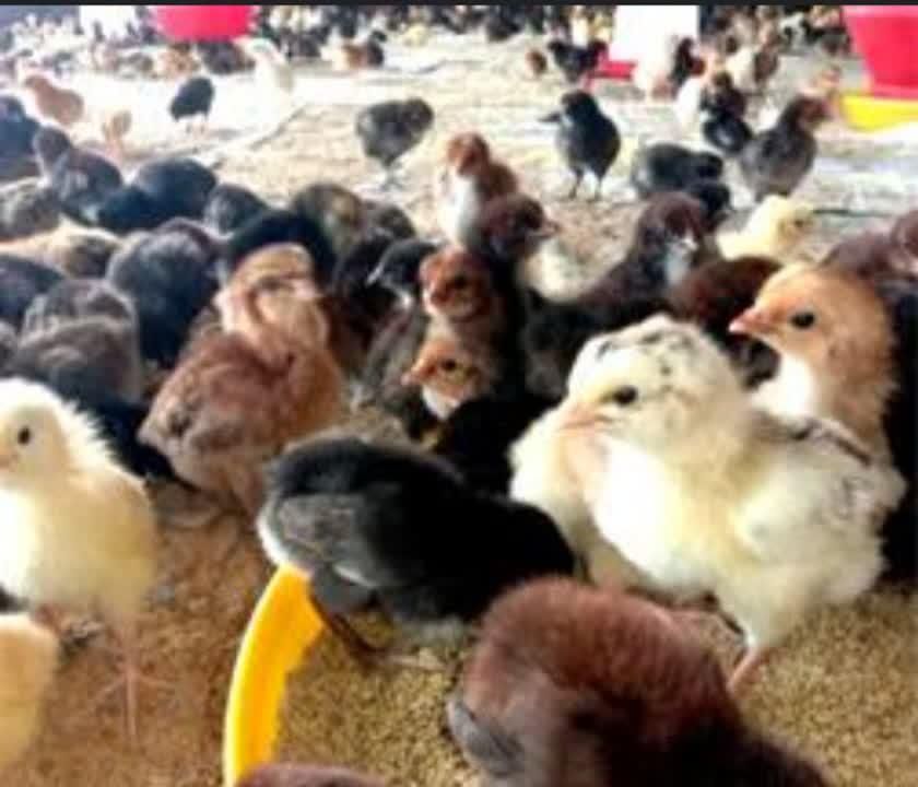 فروش جوجه های گلپایگانی|اشتراک سفر|آمل, |دیوار