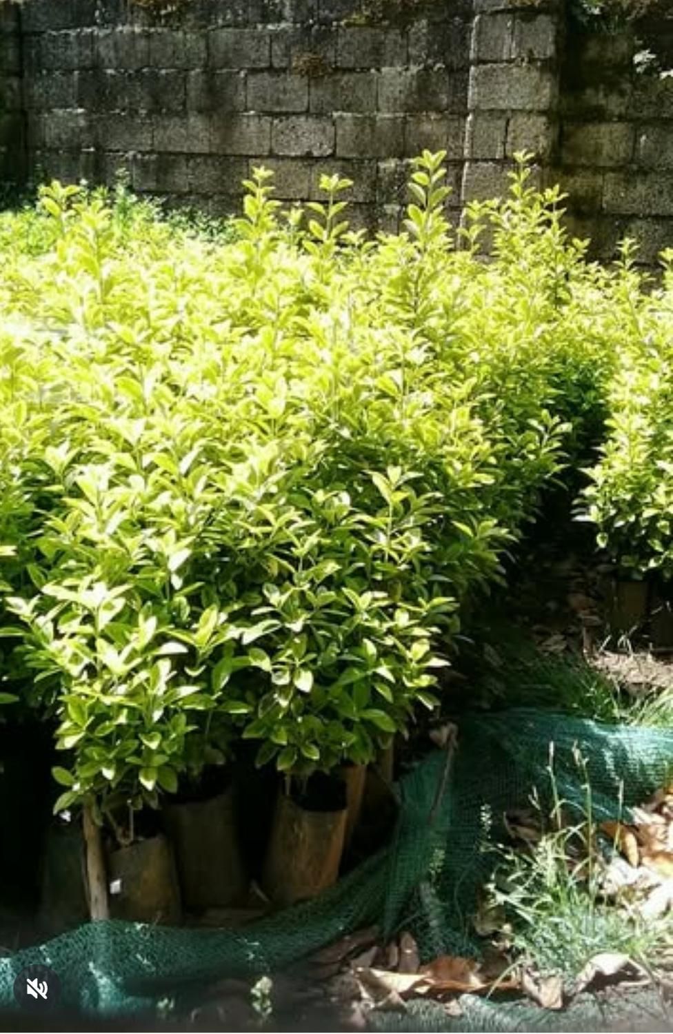 فروش،گل شمشاد|گل و گیاه طبیعی|رشت, استقامت ۱|دیوار