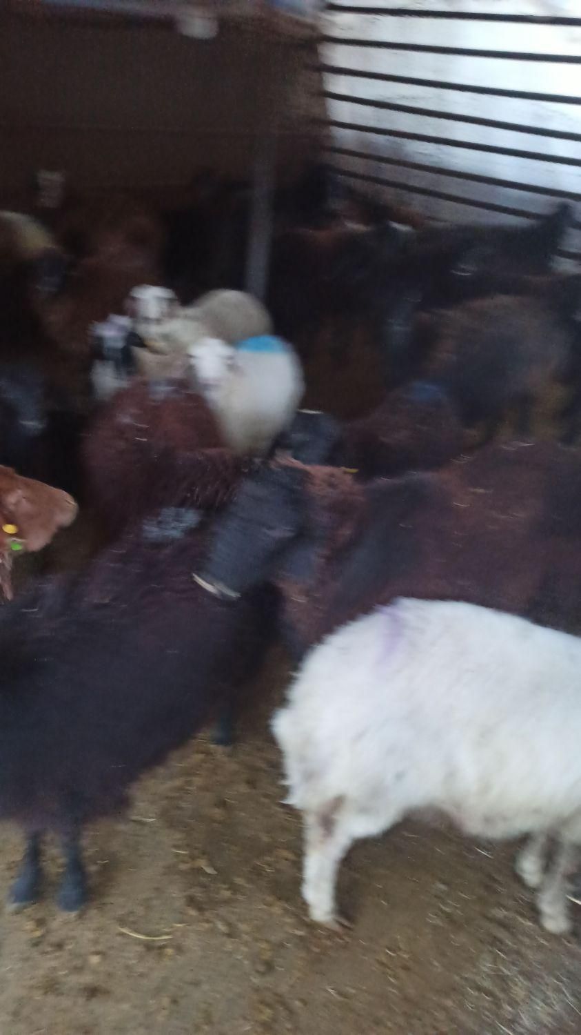سنگسر کردستانی گوسفند افشاری زنده با قصاب ماهر|حیوانات مزرعه|پردیس, |دیوار