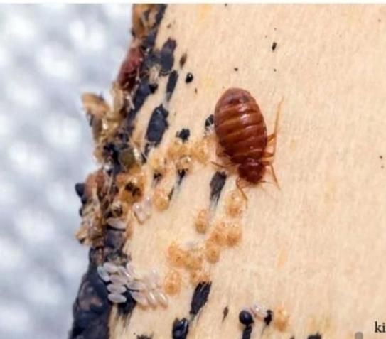 سم پاشی،سمپاشی سوسک و ساس 100٪ تضمینی باضمانت کتبی|خدمات نظافت|تهران, نارمک|دیوار