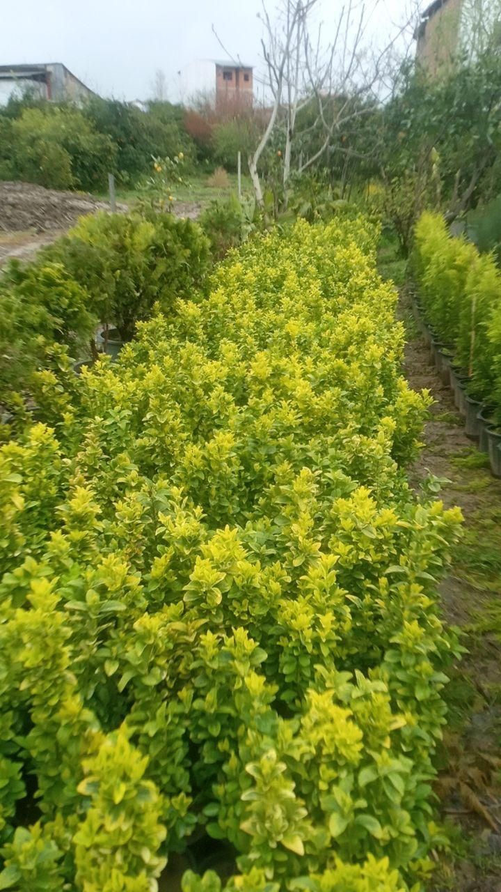 فروش و خرید انواع کاج و شمشاد طلای|خدمات باغبانی و درختکاری|قائمشهر, |دیوار