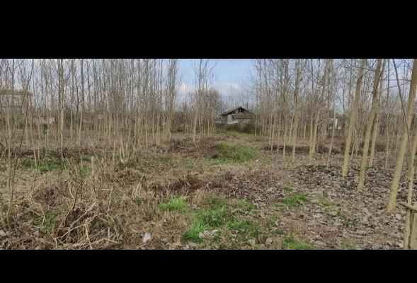 ۳۰۰ متر زمین در بجاربنه رشت (قابل معاوضه)|فروش زمین و ملک کلنگی|رشت, حومه رشت|دیوار
