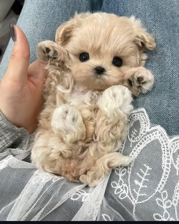 مالتی پو . سگ فنجونی . سگ عروسکی|سگ|تهران, جنت‌آباد جنوبی|دیوار