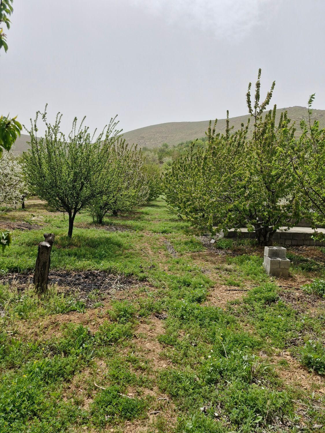 فروش  باغ صحنه دینور روستای احمد ابادو جیهون اباد|فروش دفتر صنعتی، کشاورزی، تجاری|صحنه, |دیوار