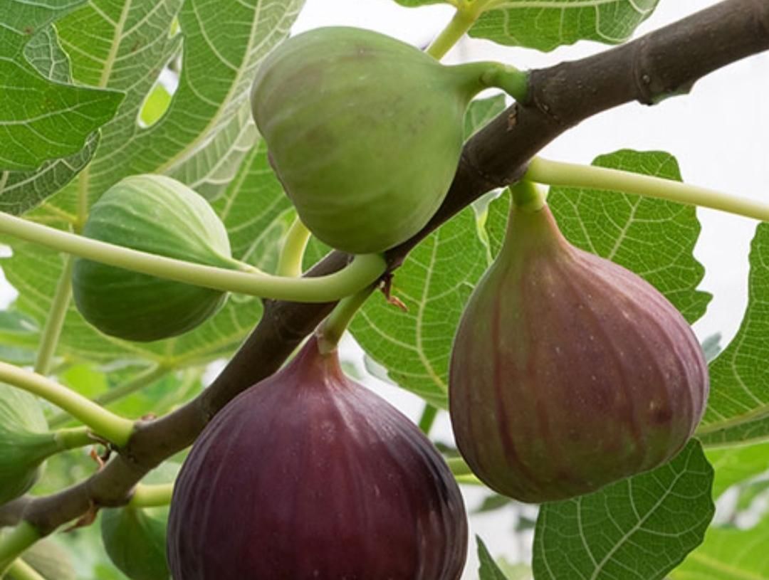 نهال های انجیر سیاه زرد سفید همه رقم ارسال رایگان|خدمات باغبانی و درختکاری|کرمانشاه, |دیوار